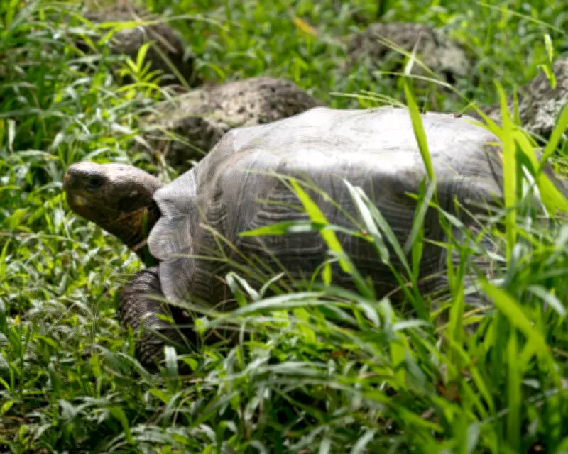 Floreana Giant Tortoise Returns to Galápagos After 200-Year Extinction
