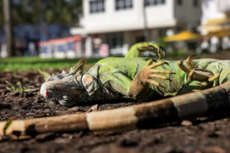Floridians Turn Frozen Iguanas into Tacos and Pizza Amid Cold Snap
