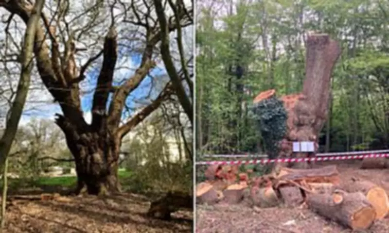 Forestry Commission Report Finds 500-Year-Old Oak Felled by Toby Carvery Was Healthy