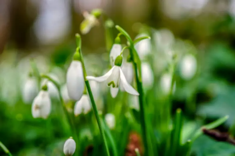 Frieda Hughes Finds Solace in Snowdrops Amid Political Turmoil