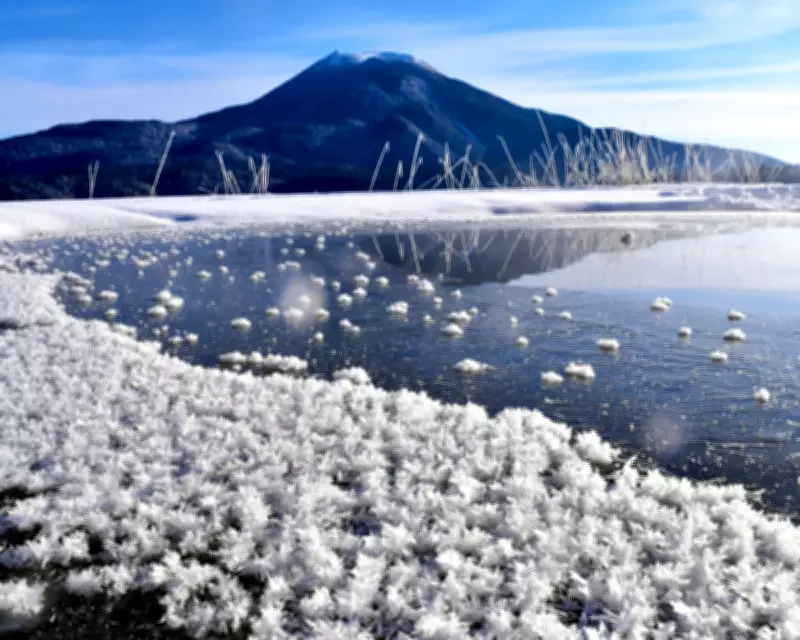 Frost Flowers: Nature's Delicate Ice Gardens on Frozen Lakes
