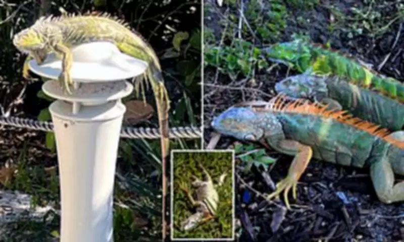 Frozen Iguanas Fall From Trees in Florida's Unusual Cold Snap