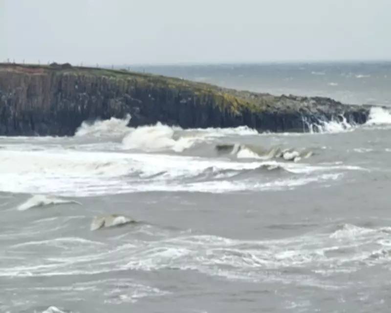 Fulmars Soar Over Cullernose Point's Wild Winds and Ancient Cliffs