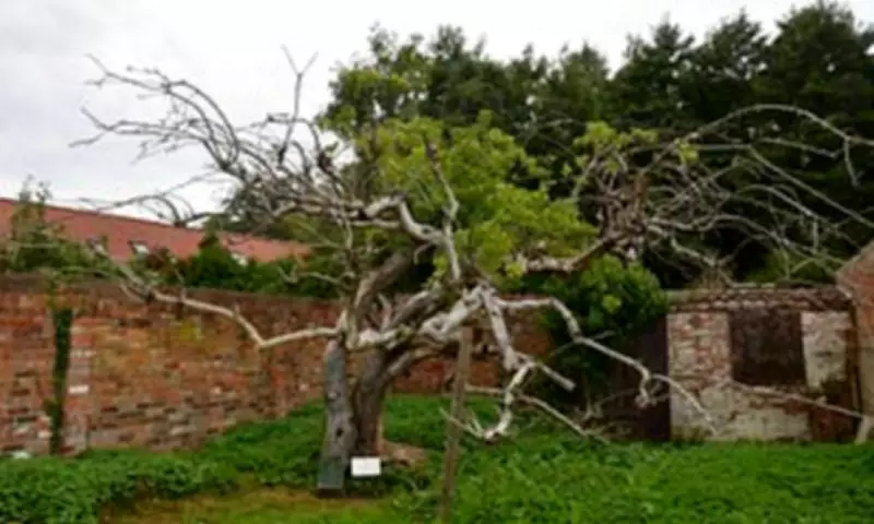 Future of Original Bramley Apple Tree Uncertain as Nottingham Property Hits Market