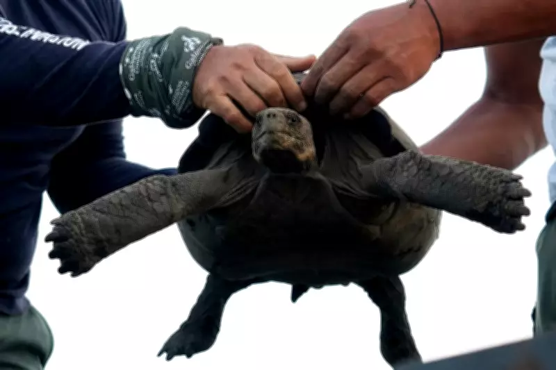Galapagos Giant Tortoises Return to Ancestral Home After Breeding Success