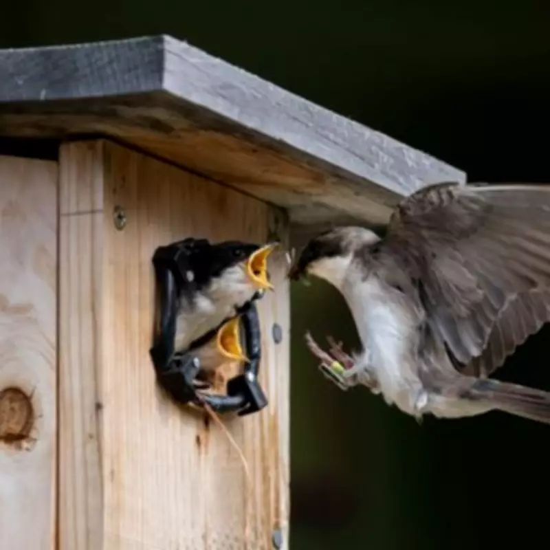 Garden Bird Alert: Five Essential Nest Box Tasks Recommended This Weekend