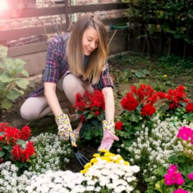 Gardeners Can Add Summer Colour with 58p Lobelia Bedding Flowers