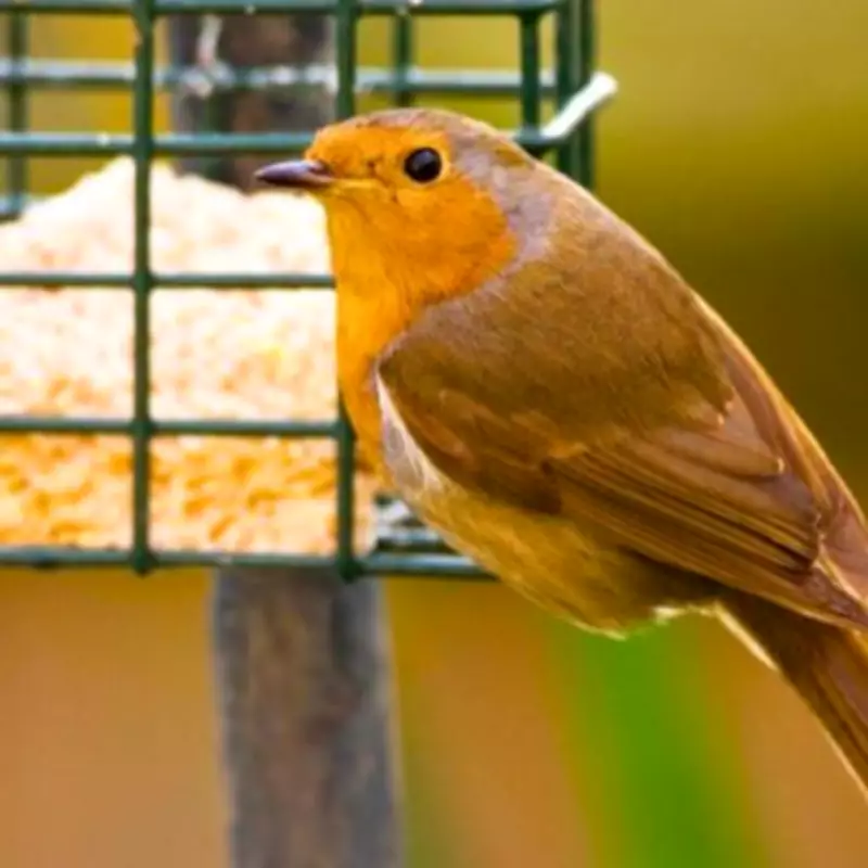 Gardeners Can Use Common Rice Leftovers to Fill Bird Feeders This February