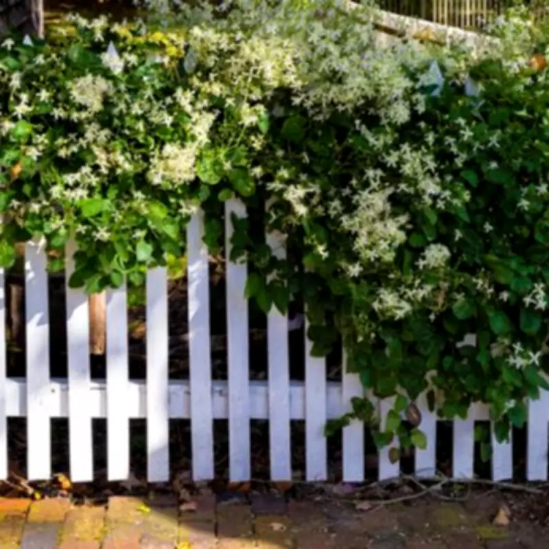 Gardeners Reveal 3 Fast-Growing Climbers to Transform Bare Fences and Walls