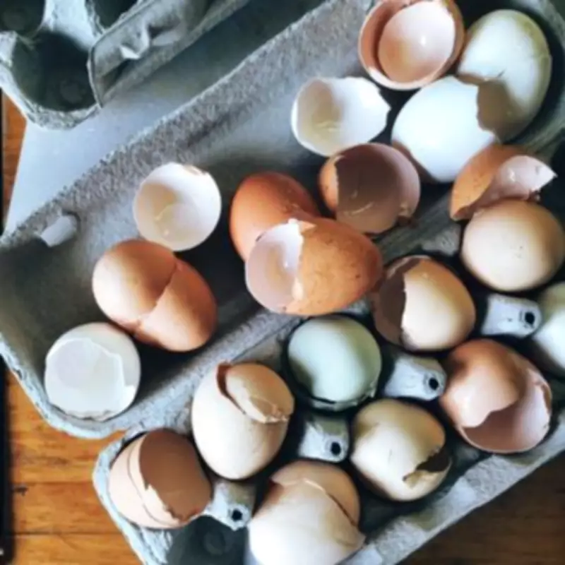 Gardeners Reveal Egg Carton Potato Trick for February Planting