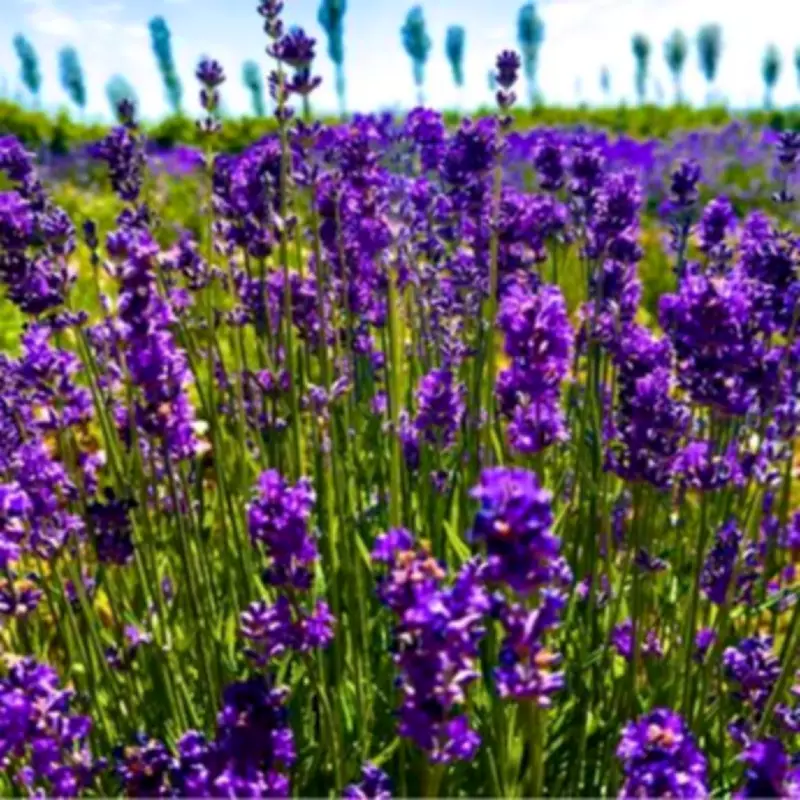 Gardeners Urged to Check Lavender's Base for Winter Survival Signs