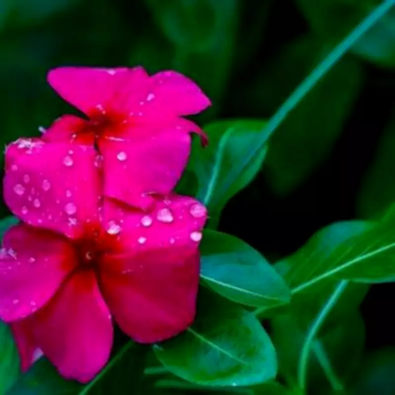 Gardeners' World Expert Joe Swift Names Nine Spring Gap-Filling Plants