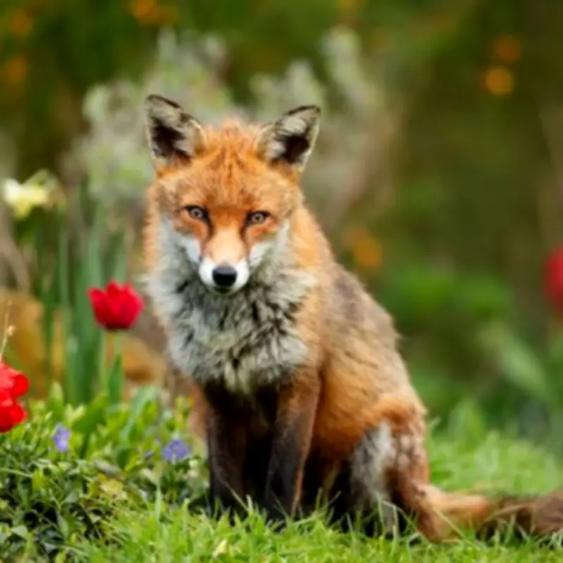 Gardening Expert Reveals Two Simple Items That Keep Foxes Out of Your Garden