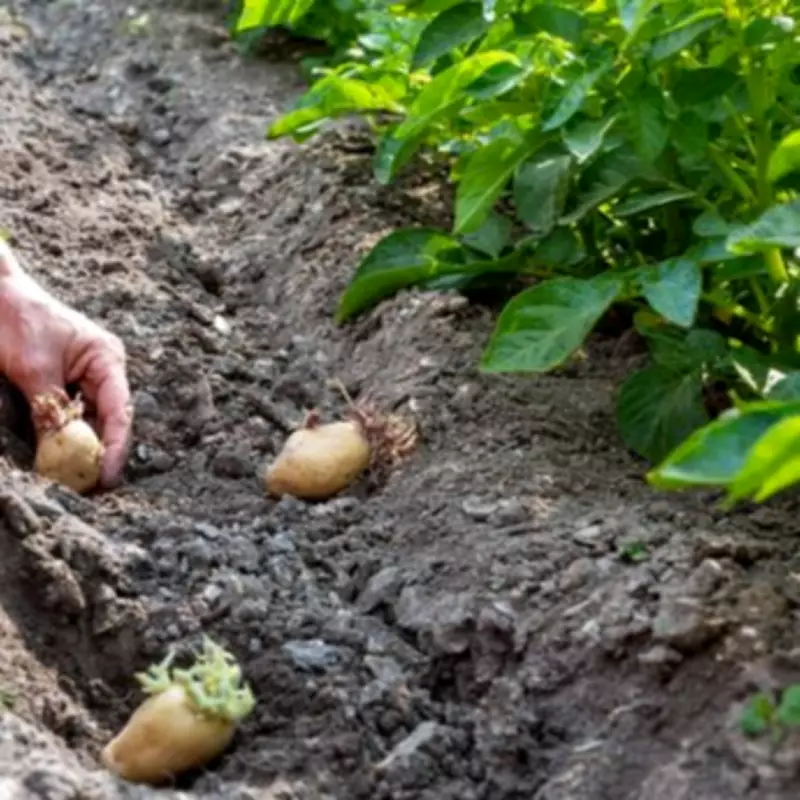 Gardening Expert Urges March Sowing of Five Key Seeds for Summer Harvest
