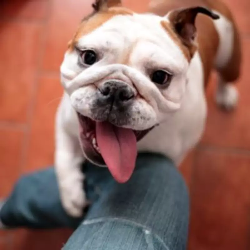 Gary the Bulldog's Heartwarming Homecoming Sparks Treat Debate