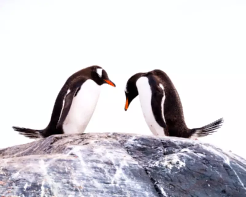 Gentoo Penguins Infected with H5N1 Bird Flu on Remote Heard Island