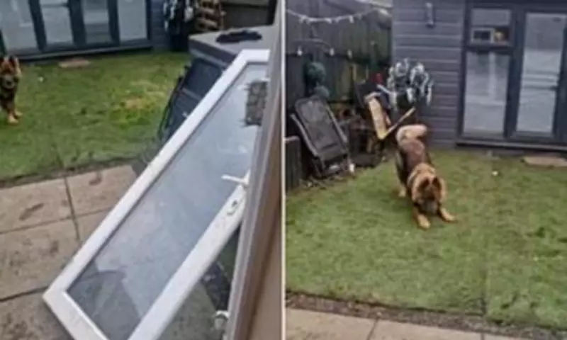 German Shepherd Puppy Rips Patio Door Off Hinges in Walk-Time Excitement