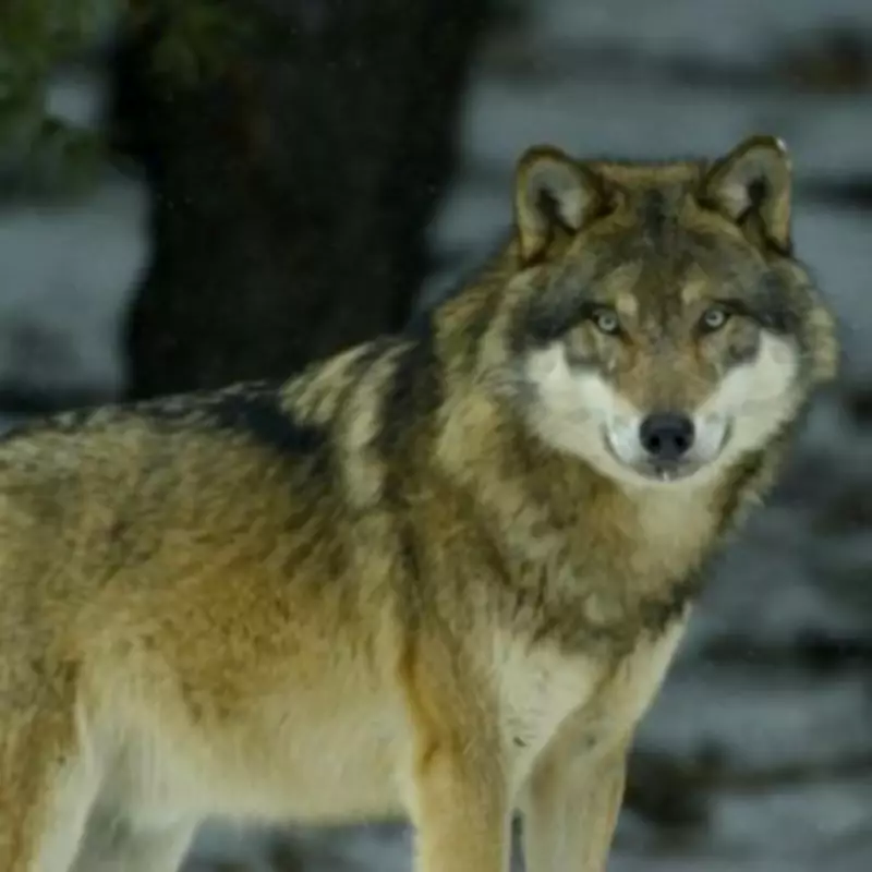 German Wolf Faces Death Sentence for Being 'Too Friendly' with Hikers