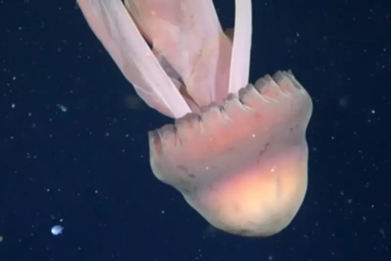 Giant Phantom Jellyfish Filmed Off Argentina in Rare Deep-Sea Encounter