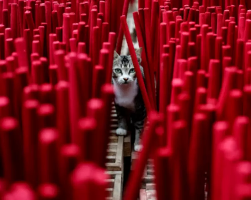 Global Snapshot: From Gaza Football to Jakarta Incense Sticks