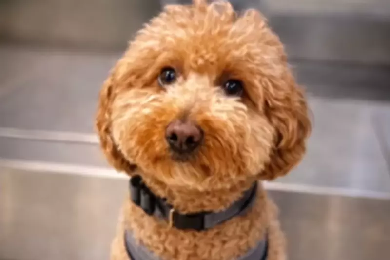 Golden Doodle Renamed 'Jet Blue' After Owner Abandons Dog at Airport Check-In