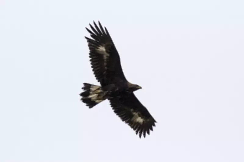 Golden Eagles Face 'Unacceptable Risk' from Scottish Wind Farm Plans, Charity Warns