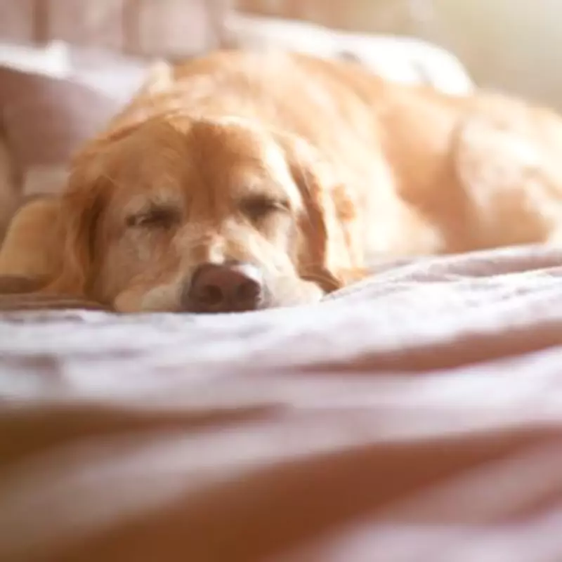Golden Retriever Puppy's Sleeping Spot Leaves Owner in Tears Over Heartwarming Reason