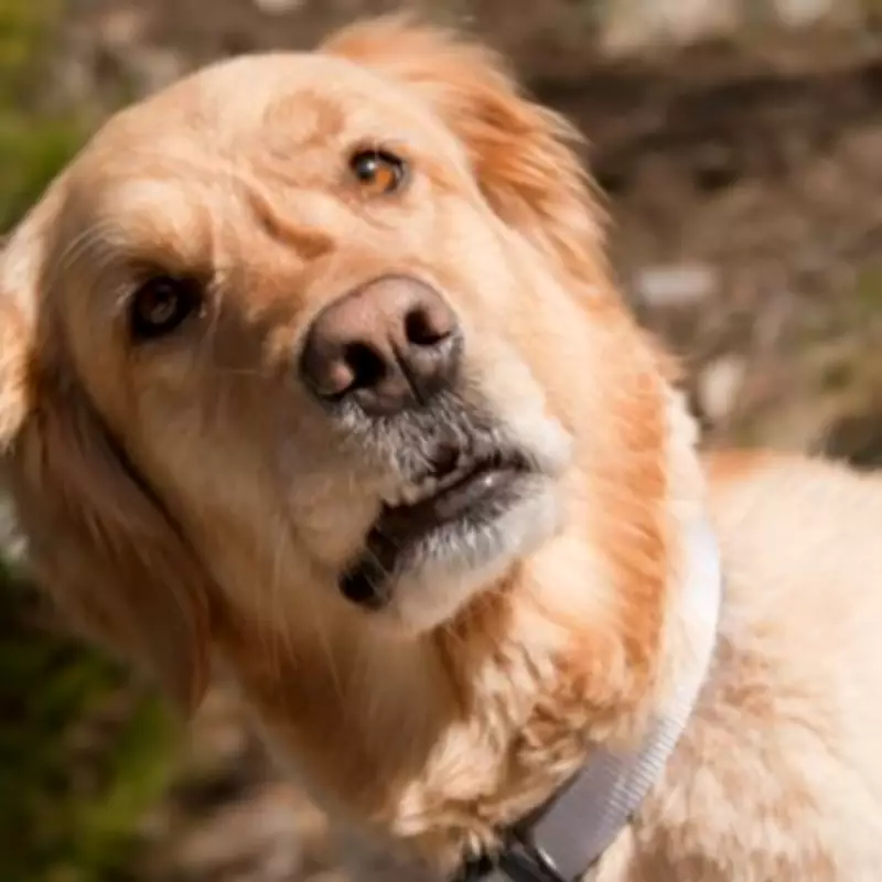 Golden Retriever's Priceless Reaction to Realising New Puppy Is Staying