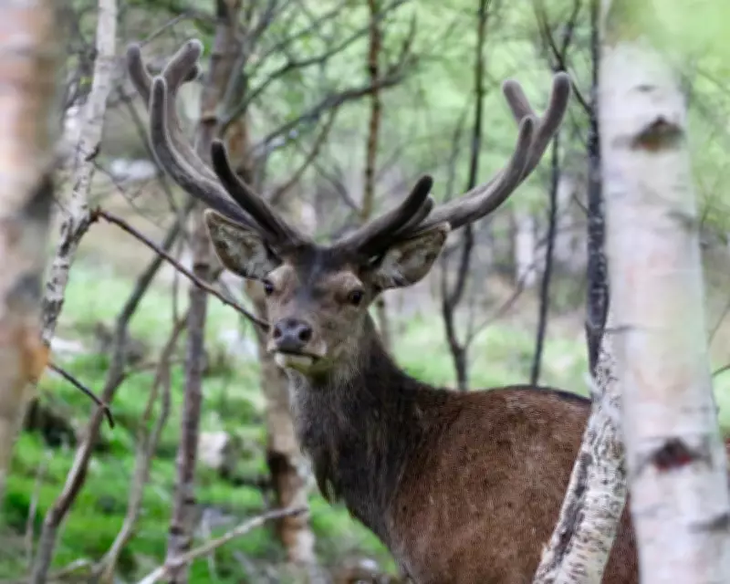 Government Eases Deer Culling Rules in England to Safeguard Woodlands
