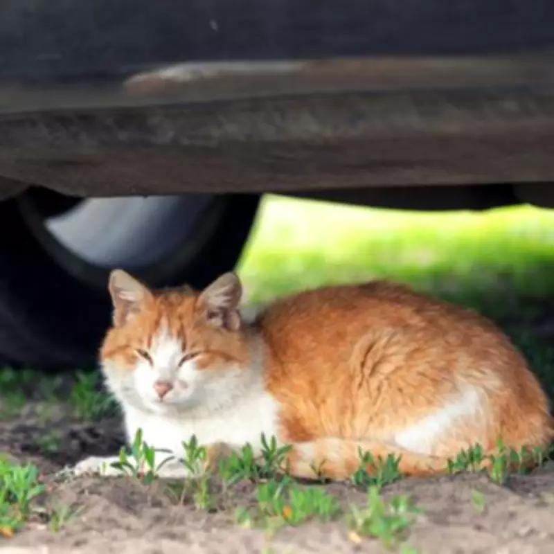 Government Rejects Calls for Mandatory Cat Collision Reporting Law