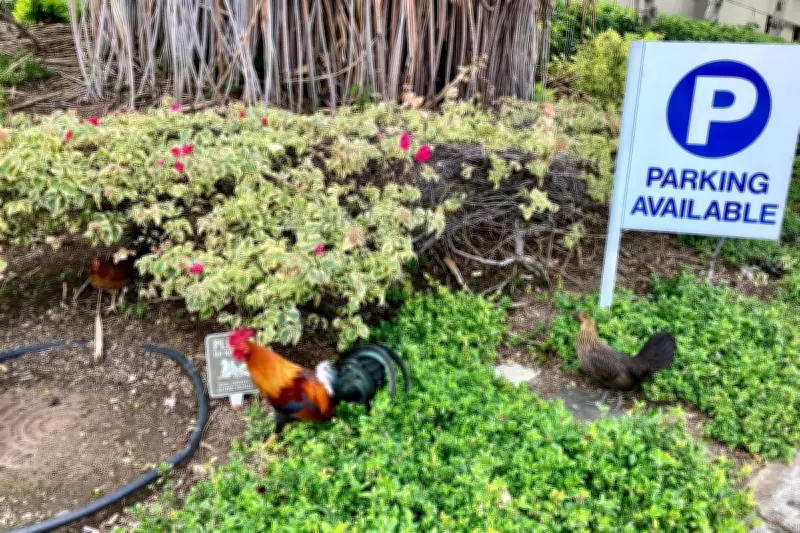 Hawaii Considers Allowing Residents to Kill Wild Chickens Amid Noise and Aggression Complaints