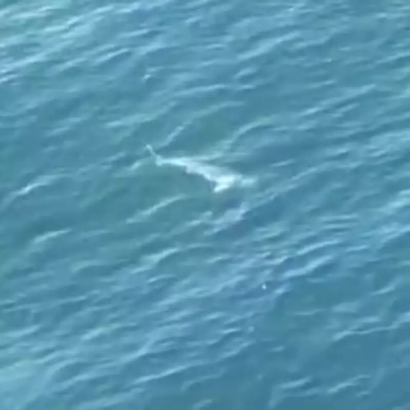 Helicopter Crew's Siren Saves Divers from 14ft Great White Shark in Australia