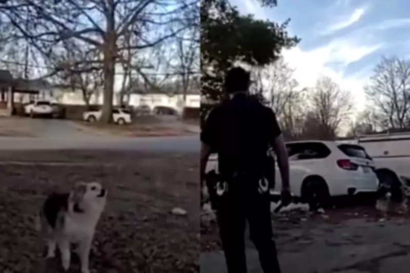 Hero Dog Leads Police to Missing Toddler in Louisville Rescue