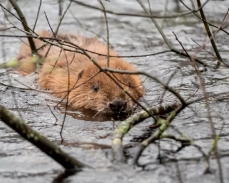Historic Beaver Release in Cornwall Marks New Era for UK Wildlife