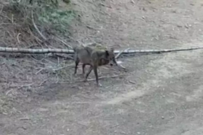 Historic Gray Wolf Sighting in Los Angeles After Century-Long Absence