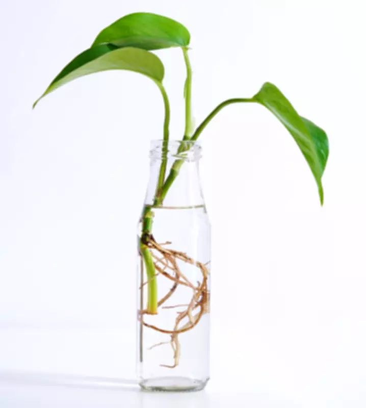 Houseplant Hacks: Candle Wax for Cuttings Debunked as Unnecessary Faff