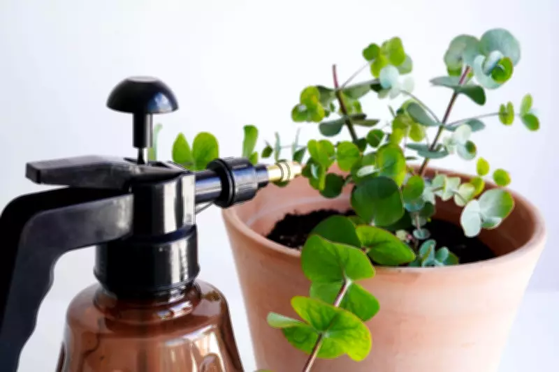 Houseplant Myths Debunked: The Truth About Watering Your Indoor Jungle