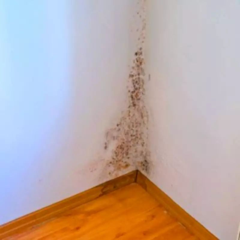 Houseplants That Naturally Combat Mould and Condensation in Your Home