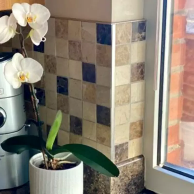 How I Made My Flowerless Orchid Bloom for Three Months with One Simple Change