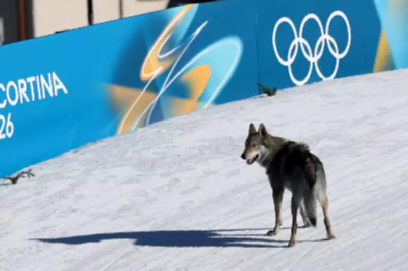 Husky or Wolf? Canine Crashes Winter Olympics Cross Country Race