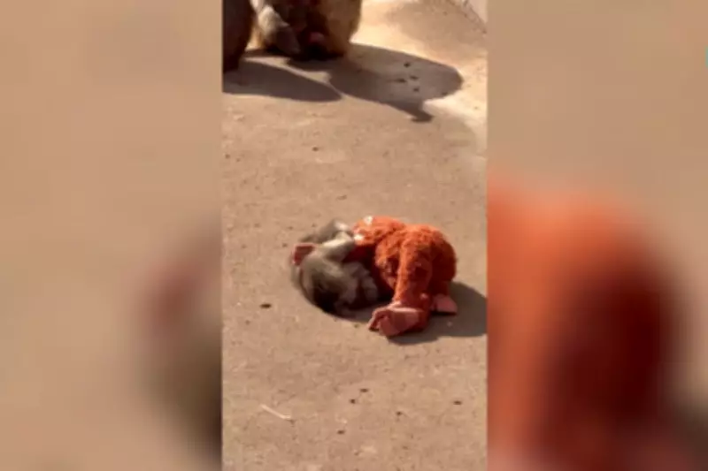 IKEA's Orangutan Toy Sells Out After Viral Baby Monkey Video