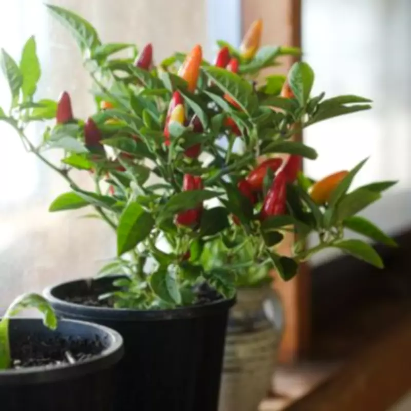 Indoor Chilli Plants on Sale for Kitchen Gardeners This February