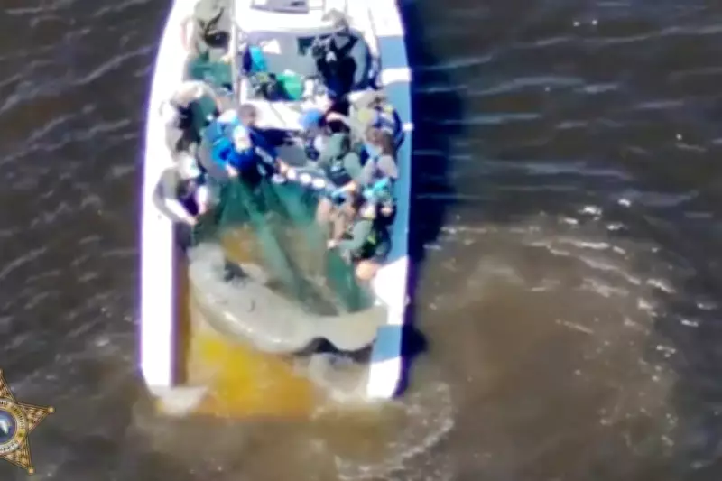 Injured Florida Manatee and Calf Rescued, Taken to SeaWorld for Rehabilitation