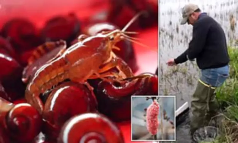 Invasive Apple Snails Devastate Louisiana's Crawfish and Rice Harvests