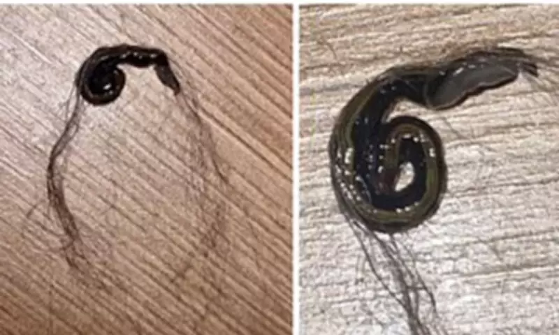 Invasive Flatworms Hitch Rides on Pets Across Europe, Study Reveals