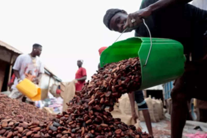 Ivory Coast Cocoa Crisis Deepens with 200,000 Tons Unsold as Prices Plummet
