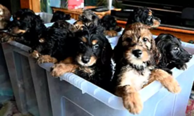 Kent Family's Dog Sets UK Record with 17 Irish Doodle Puppies