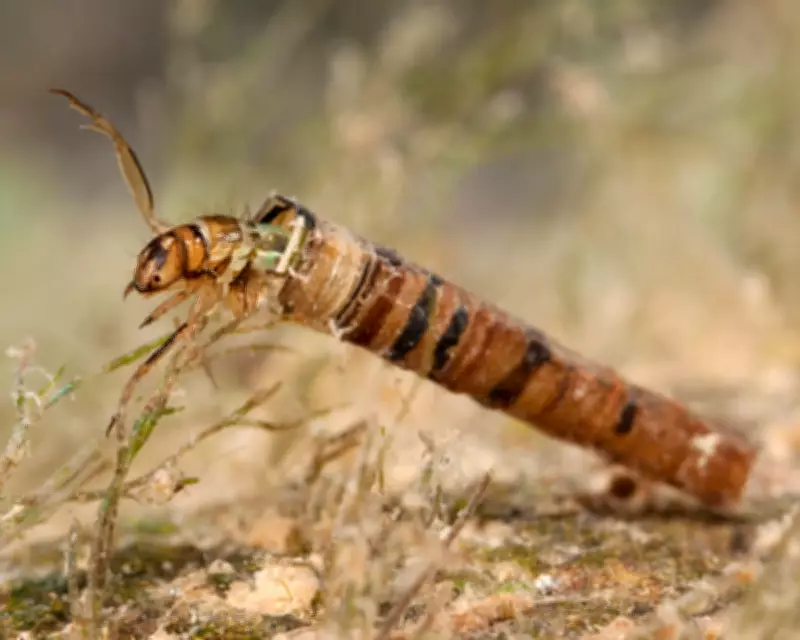 Kneeling by the Forth River: How Tiny Insects Reveal Water Health Secrets