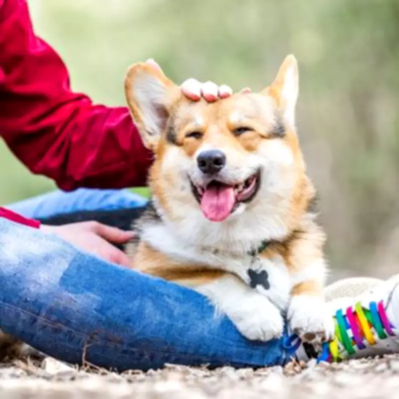 Landlord Threatens Eviction Over Non-Existent Dog in Bizarre Rental Dispute