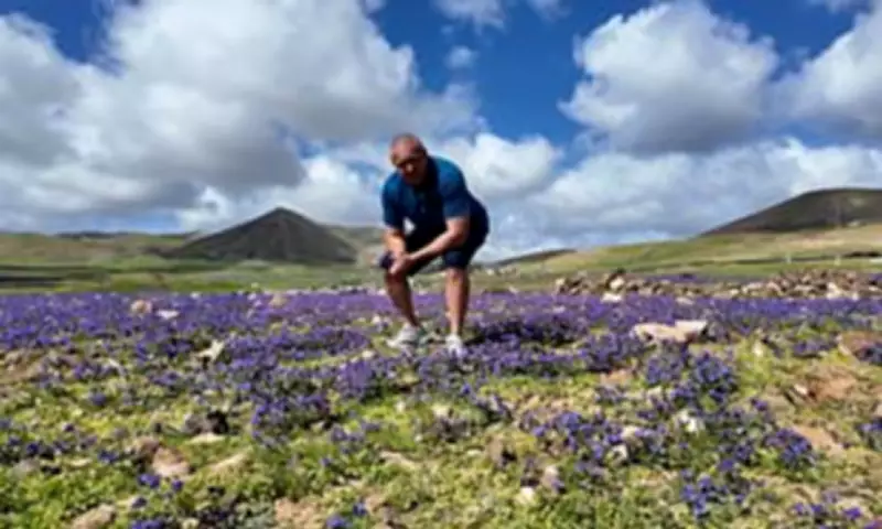 Lanzarote's Volcanic Landscape Transforms into Vibrant Green Oasis After Rain